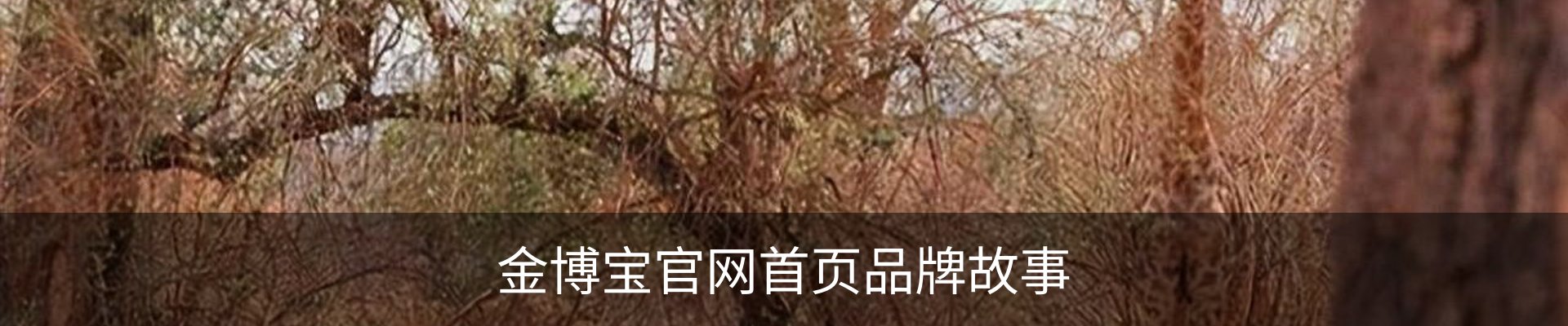 金博宝官网首页品牌故事
